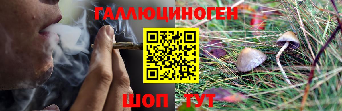 Псилоцибиновые грибы Psilocybine cubensis Елец